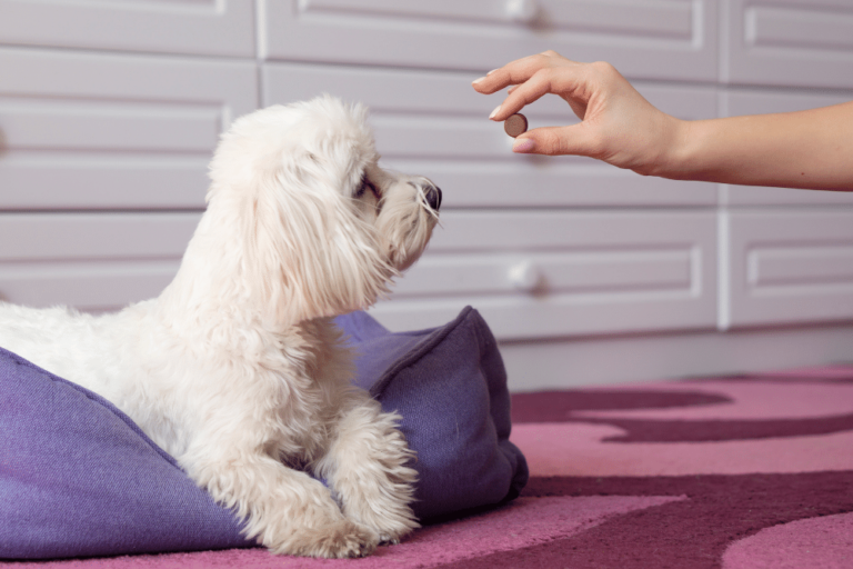 flea and tick treatment for dogs