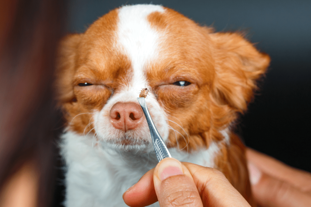 flea and tick treatment for dogs