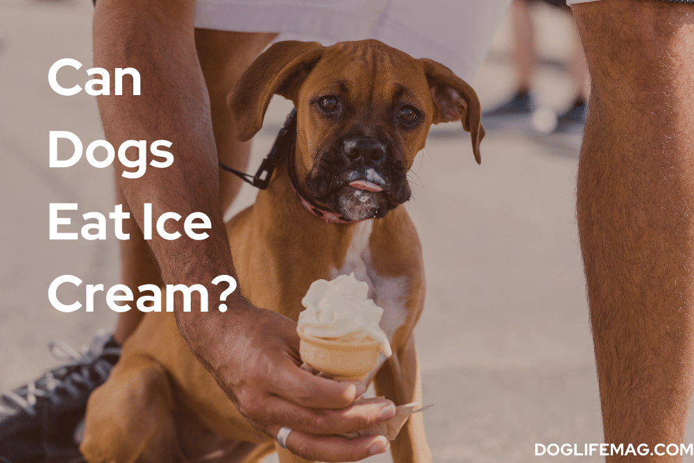 can-dogs-eat-ice-cream