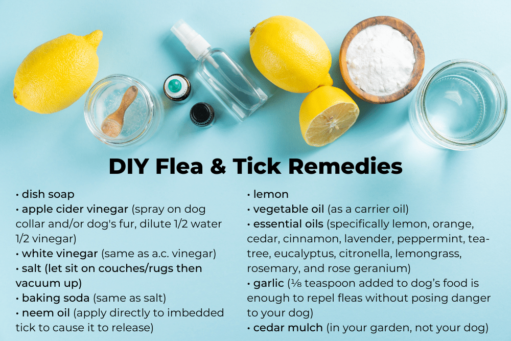 diy-flea-and-tick-remedies