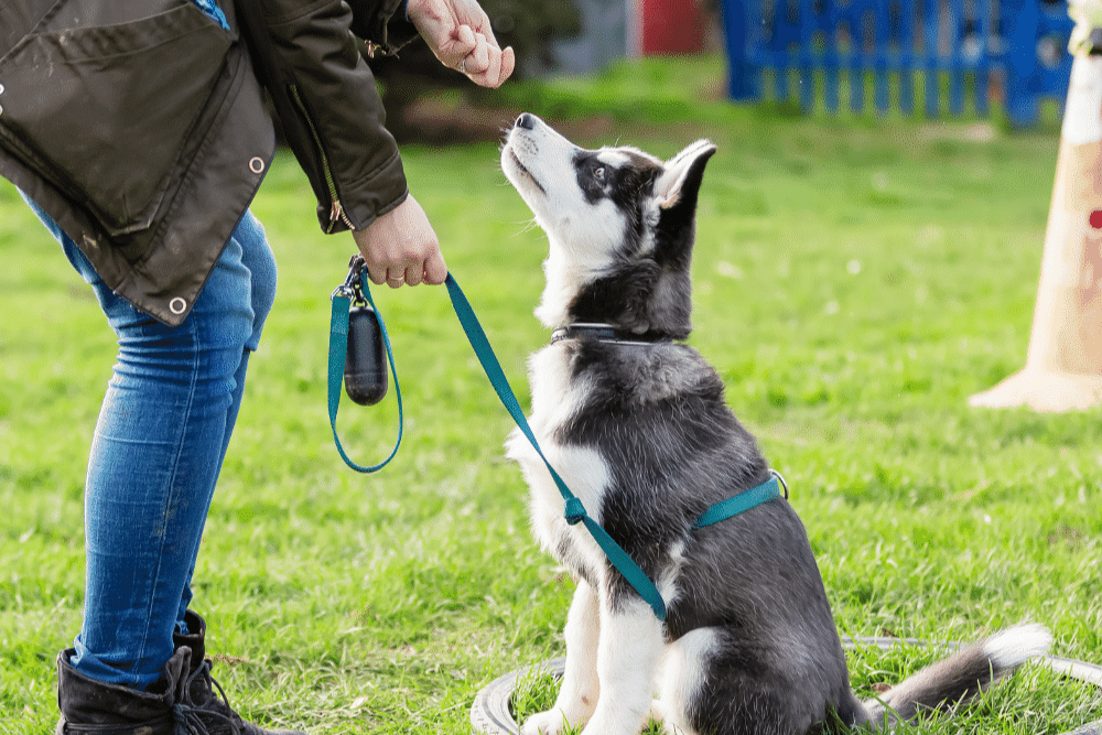 dog-training-methods-positive-reinforcement