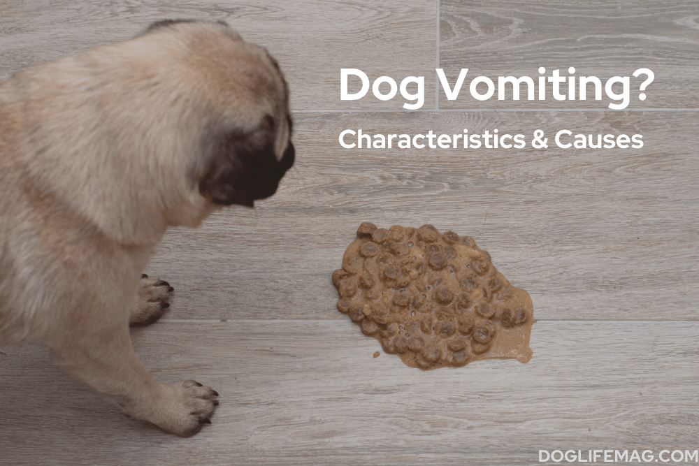 dog vomit characteristics