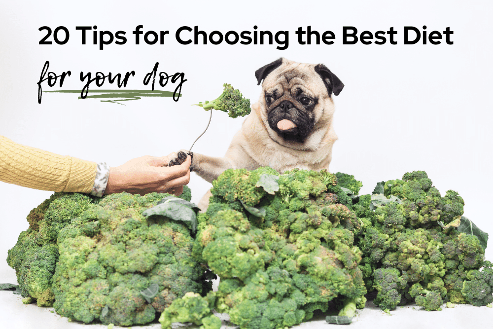 healthiest-diet-for-your-dog-tips