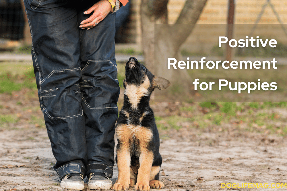 puppy-training-positive-reinforcement