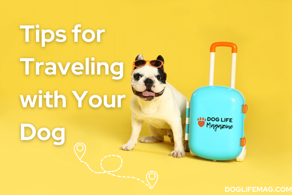 tips-for-traveling-with-dog