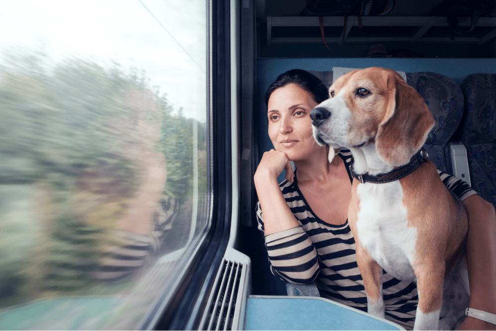 travel-with-dog-by-train-bus