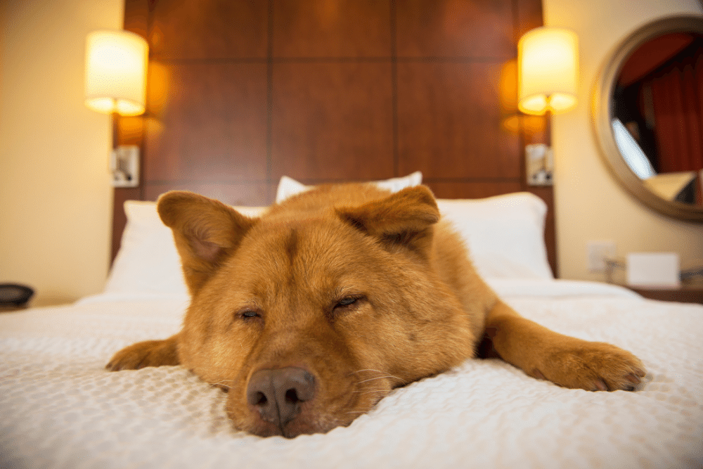 travel-with-dog-friendly-hotel