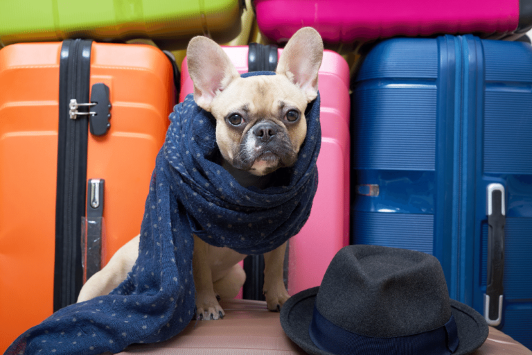 traveling-with-your-dog