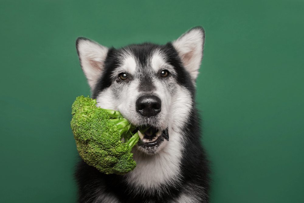 vegetarian-dog-food-diet