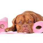 what-causes-diarrhea-in-dogs-list