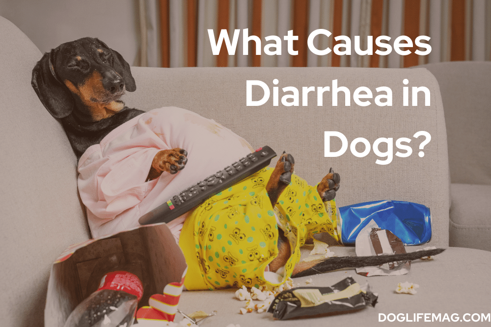 what-causes-diarrhea-in-dogs