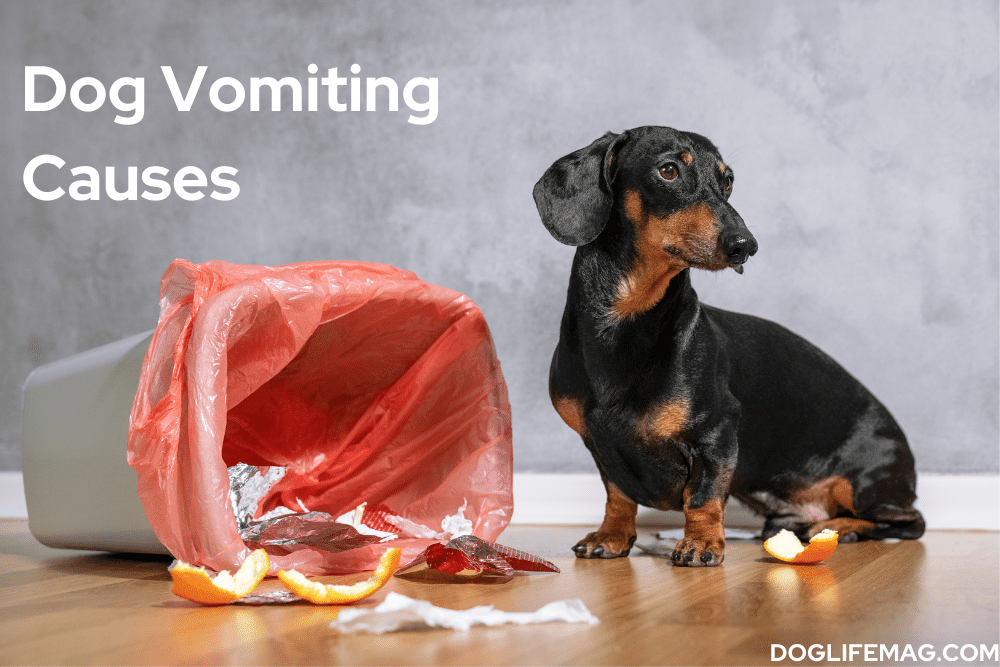 what causes dog vomiting (2)