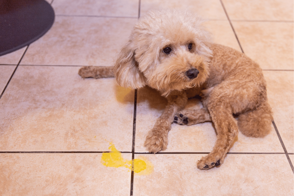 what causes dog vomiting