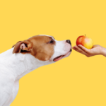 what-fruits-and-vegetables-can-dogs-eat