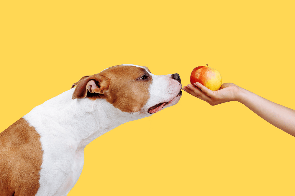 what-fruits-and-vegetables-can-dogs-eat