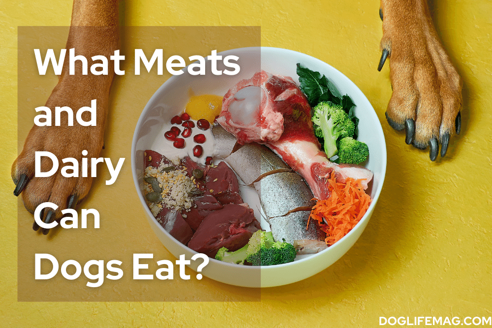 what-meats-and-dairy-can-dogs-eat