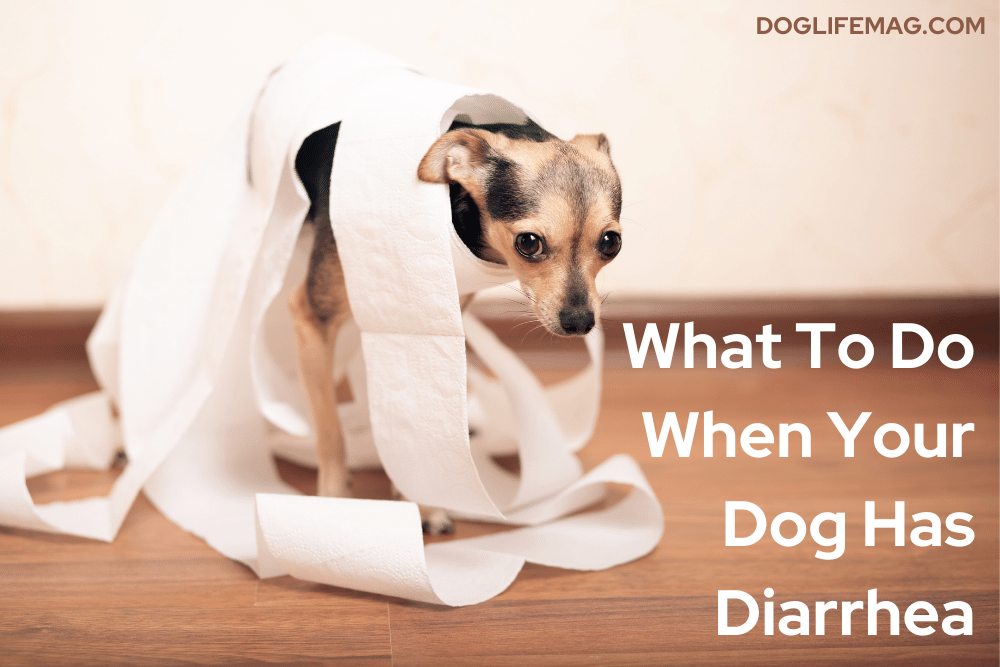 what-to-do-when-dog-has-diarrhea