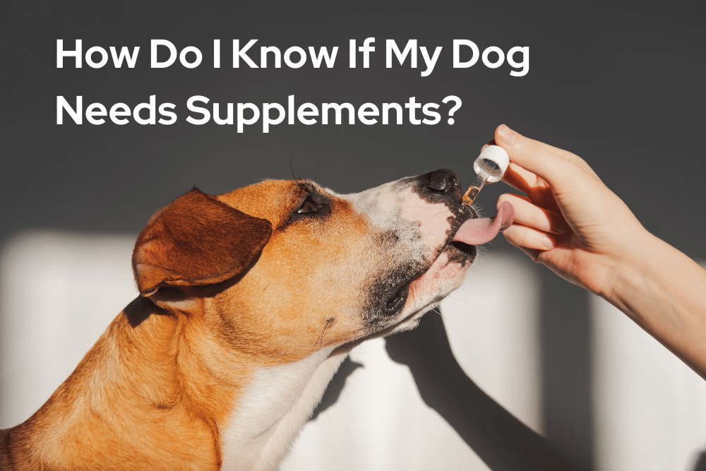 best-dog-supplements