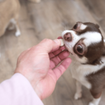 choosing-the-best-dog-supplements