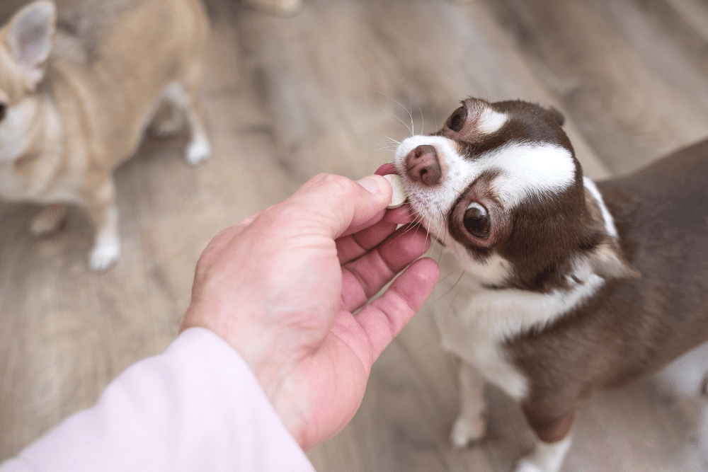 choosing-the-best-dog-supplements