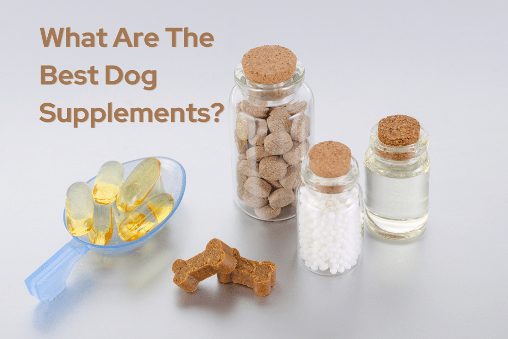 what-are-the-best-dog-supplements