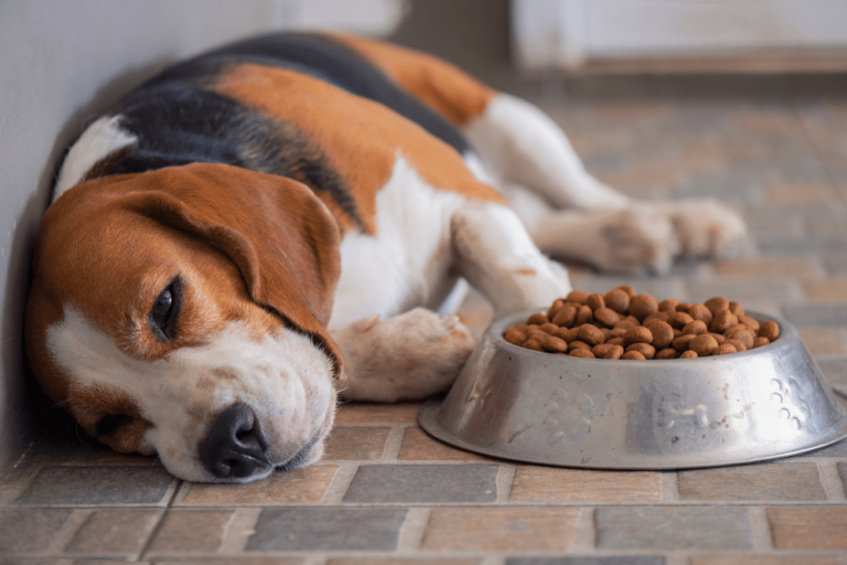 how to identify dog food allergies