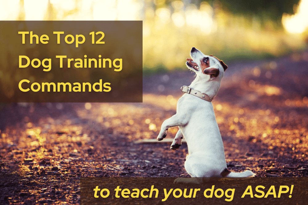 12 best dog training commands