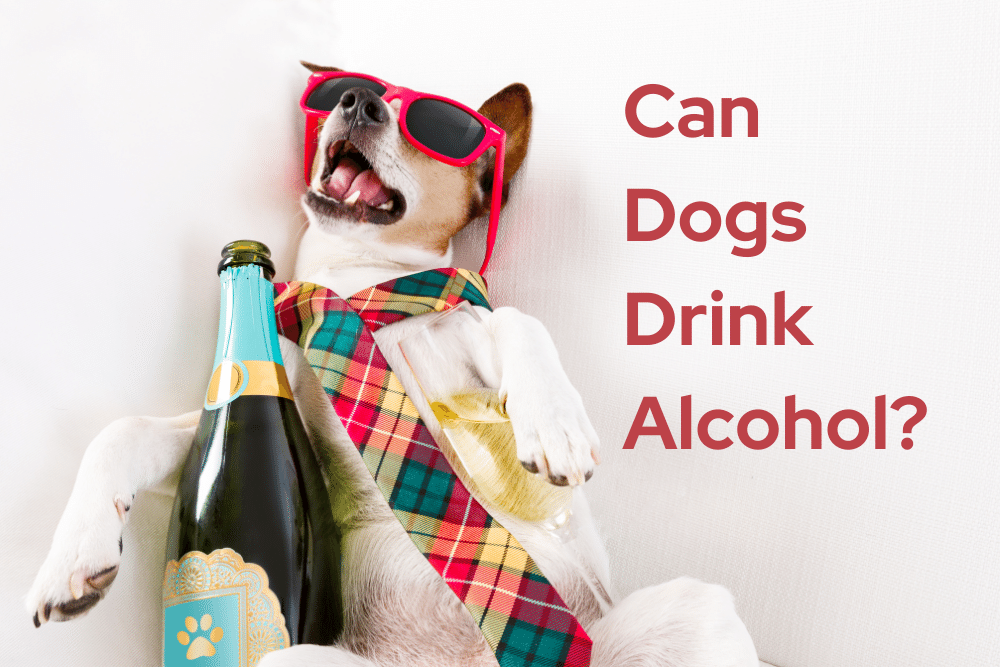 can dogs have alcohol