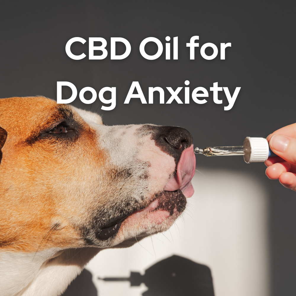 cbd oil for dog anxiety