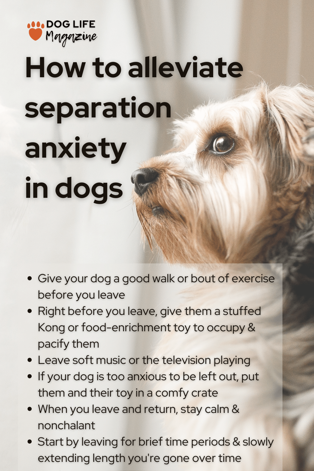 cures for dog anxiety