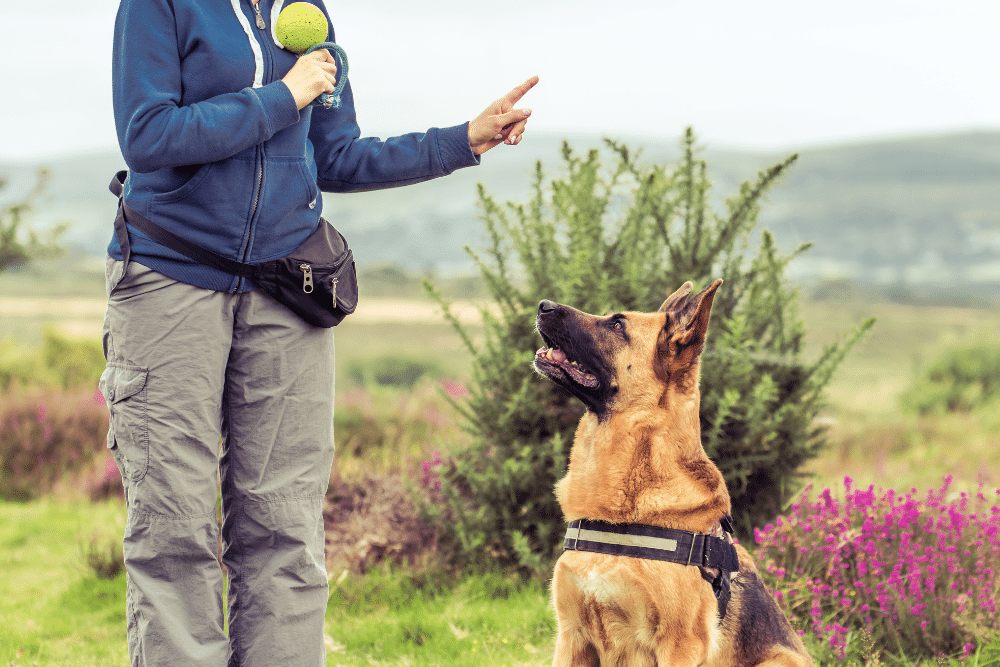 top 12 dog training commands
