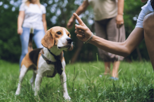 checklisttrain top dog training commands for new dog owners