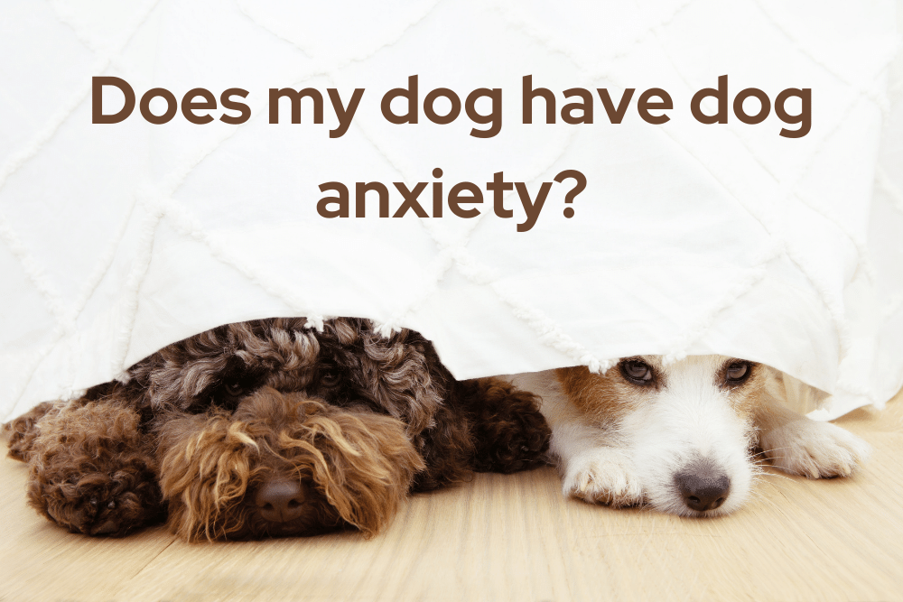 types of dog anxiety