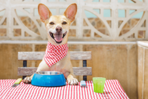 what people foods dogs can eat