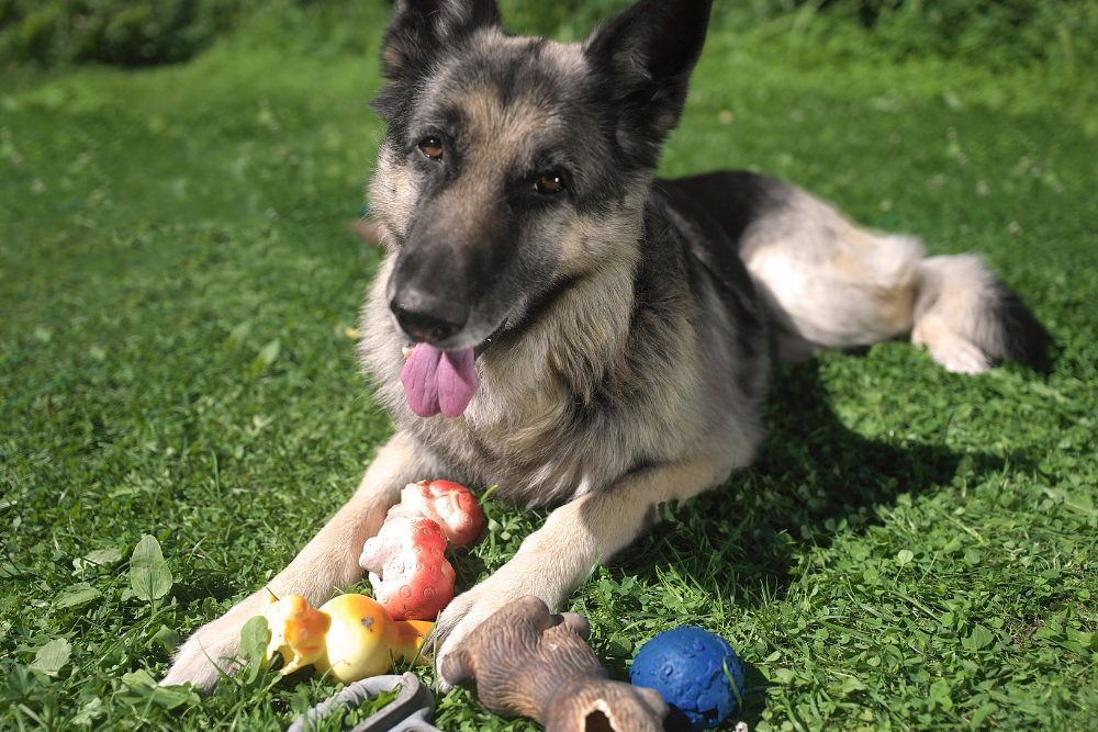 best indestructible toys for dogs