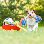 best toys for dogs guide
