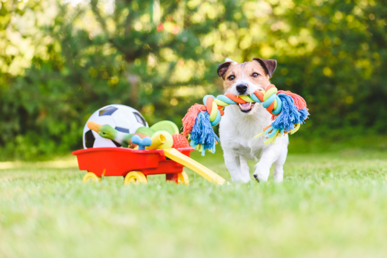 The Best Toys For Dogs Of All Ages, Sizes, And Needs