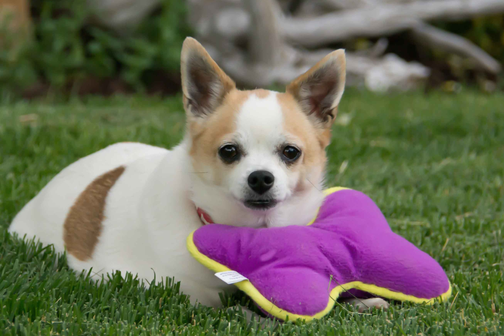 best toys for small dogs