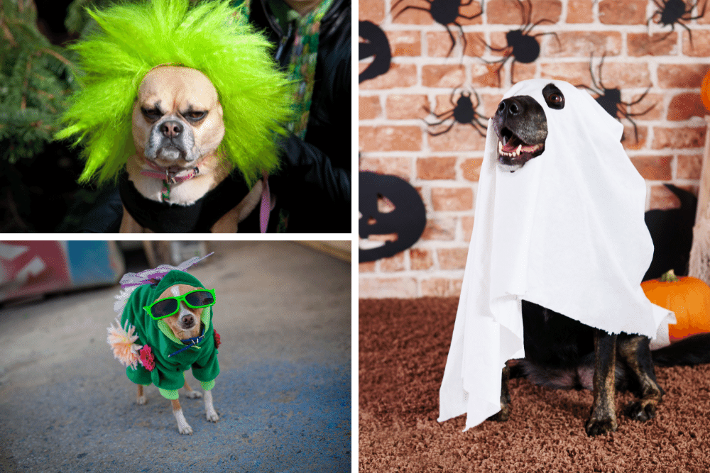 diy dog costume ideas