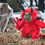 halloween costumes for dogs