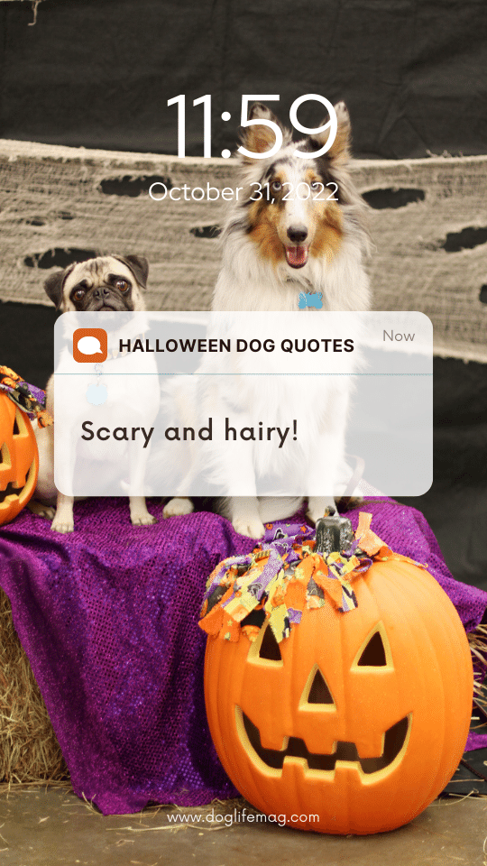 halloween dog quotes