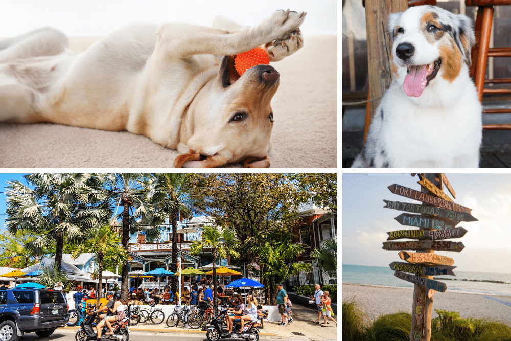 dog friendly vacations