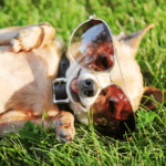 most famous dogs of 2022