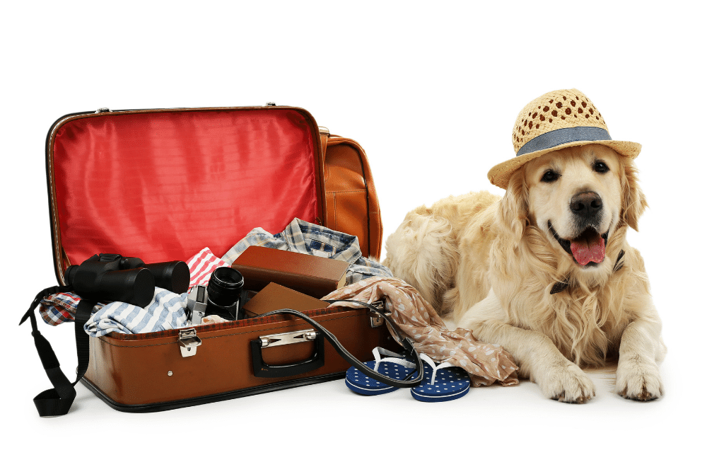 traveling with your dog