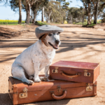 traveling with your dog checklist
