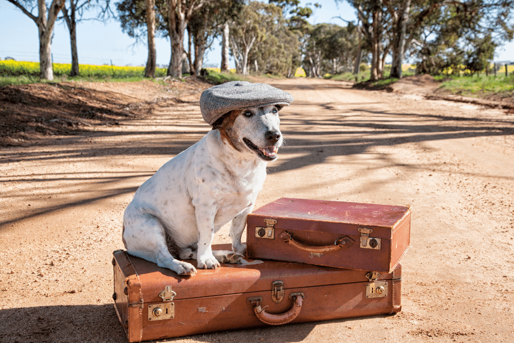 Packing Checklist For Traveling With Your Dog