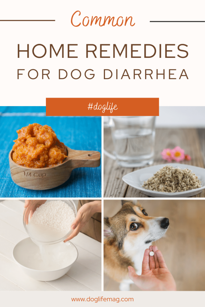 home remedies for dog diarrhea