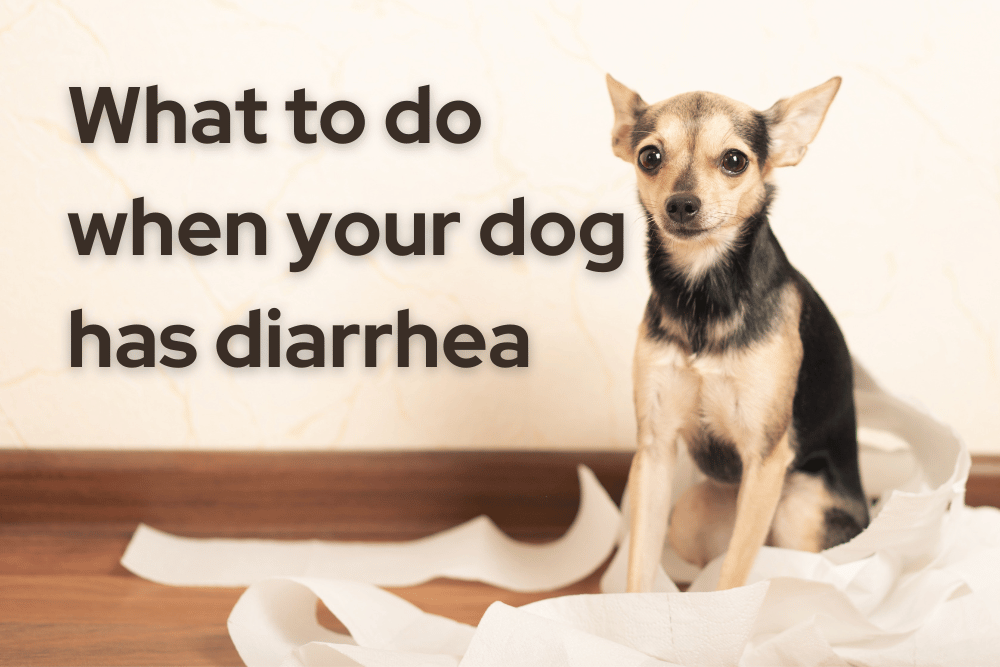 home-remedies-for-dog-diarrhea