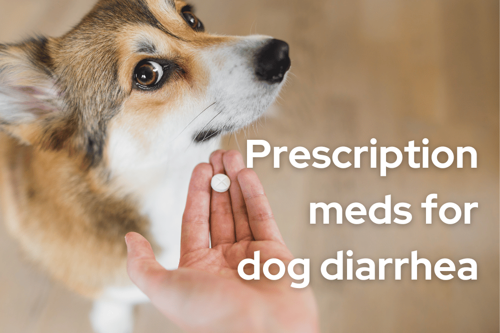 meds-for-dog-diarrhea