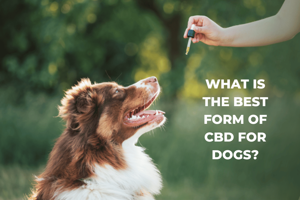 forms of cbd for dogs